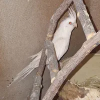 عروس هلندی البینو ماده جوان