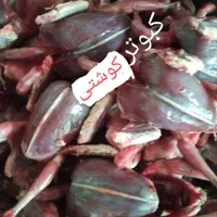 کبوتر  کشتی|خوردنی و آشامیدنی|قم, آزادگان|دیوار