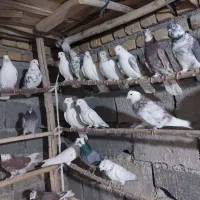 کبوترنروماده پرشی فروشی