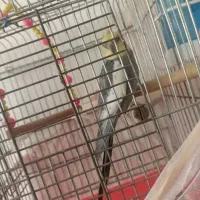 عروس هلندی نر کشیده جوان