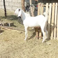 نریگ پاکستانی لنگه ۴قلو  بازدید ریگان الکی مزاحم