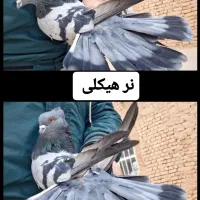 کفتر رنگ عطیقه