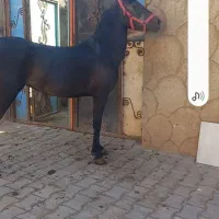 مادیان کرد نوه کامران قدیری دوسر تعید|اسب و تجهیزات اسبسواری|تبریز, |دیوار