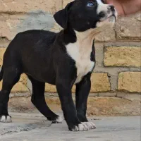 واگزاری توله پیت بول|سگ|اصفهان, همت‌آباد|دیوار