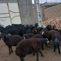 ۳۰ عدد بره نر و ماده  قزل افشار