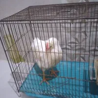جوجه ی رنگی چهار ماه