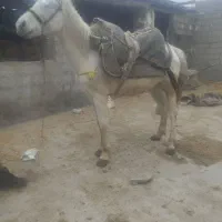 ۴ تا مادیان|اسب و تجهیزات اسب‌سواری|مینودشت, |دیوار