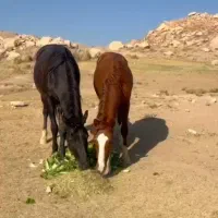 فروش چند راس مادیان و نریان.کره