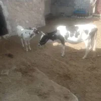 گاو دورگ شیری باگوساله ماده دورگ
