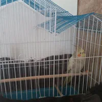 عروس هلندی|پرنده|کیار, |دیوار