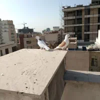 کفتر|پرنده|تهران, زعفرانیه|دیوار