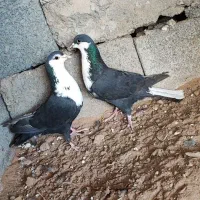 جفت ریش نرو ماده دور چشم قرمز