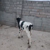 گوساله نر