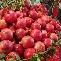 اجاره باغ انار