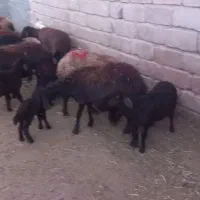۹ رس گوسفند  با بره