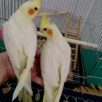 عروس هندی پاریس