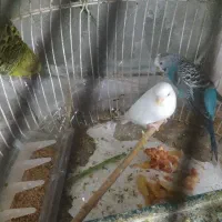 جفت|پرنده|مشهد, سمزقند|دیوار