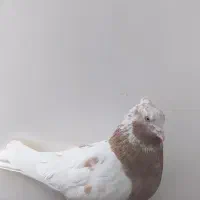 تعدادی کبوتر سالم