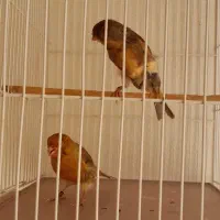 دارچینی و سوخته ای سوپر درشت|پرنده|شاهین‌شهر, فردوسی|دیوار