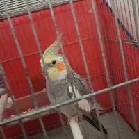 عروس هلندی|پرنده|دهگلان, |دیوار