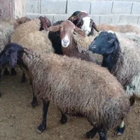 میش و بره|حیوانات مزرعه|اراک, |دیوار