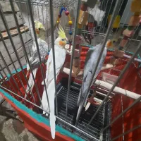 عروس هلندی باهوش و رام