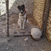 واگذاری سگ نر|سگ|شهرکرد, |دیوار
