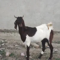 بز چاتمه گوسفند بره دار|حیوانات مزرعه|سیمین شهر, |دیوار