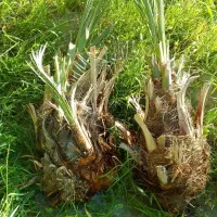 فروش انواع پاجوش نخل مرغوب ودرجه 1قیروکارزین