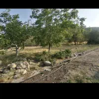 زمین مرغک