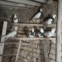 کفتر طوقی ابی و سیاه|پرنده|پیشوا, |دیوار