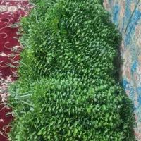 گل آویز شمشاد ۱۶ شاخه ای|گل مصنوعی|تهران, مقدم|دیوار