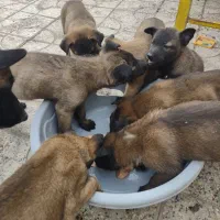 واگذاری سگ مالینویز