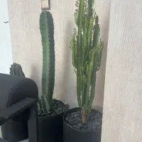 منشی و مشاور کلینیک پوست و مو خانم