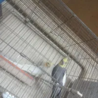 عروس هلندی در همه نژاد|پرنده|باسمنج, |دیوار