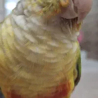 جفت مولد طوطی گرینچیک+مکمل تقویتی+قفس و وسایل|پرنده|تهران, قلمستان|دیوار