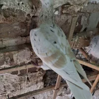 زرد هفترنگ خطی