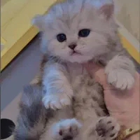 گربه خونگی|گربه|زنجان, |دیوار