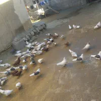 100عدد کبوتر|پرنده|زاغه, |دیوار