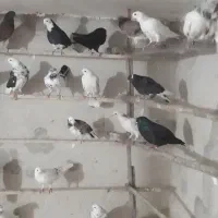 کبوتر گنجه بر