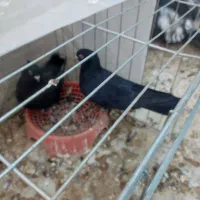 جوجه برهما|پرنده|اردکان, |دیوار