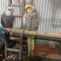 فروش عروس هلندی