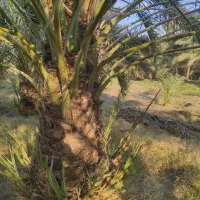 فسیل کلوته رسیده درجه یک