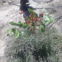 باغ به متراژ۷۵۰متر