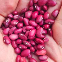 سویاسبحانروغن قو ماکارونی زر حبوبات بهترین قیمت|خوردنی و آشامیدنی|تهران, گمرک|دیوار