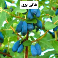 نهال بلوبری و رزبری و بلکبری و بیش از ۳۰ مدل بری
