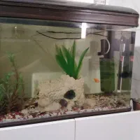 آکواریوم ماهیران