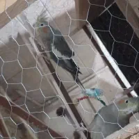 عروس هلندی