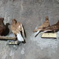 کبوتر