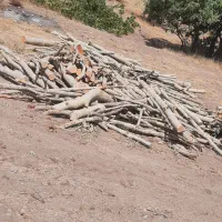 خریدار چوب درخت با بالاترین قیمت نقد نقد درمحل شما